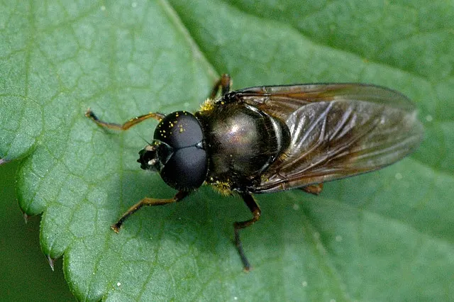 Cheilosia
