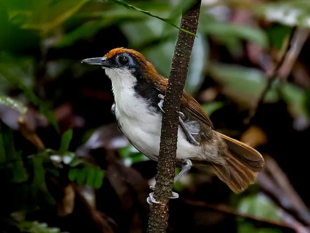 White-cheeked antbird
