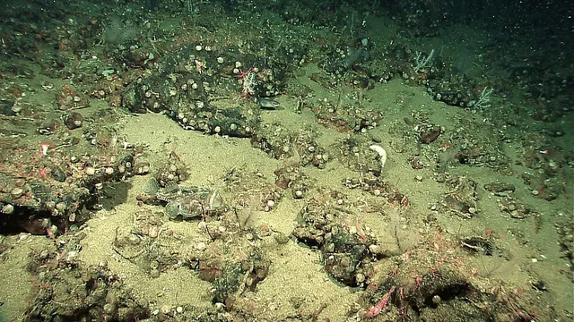 Deep-sea community