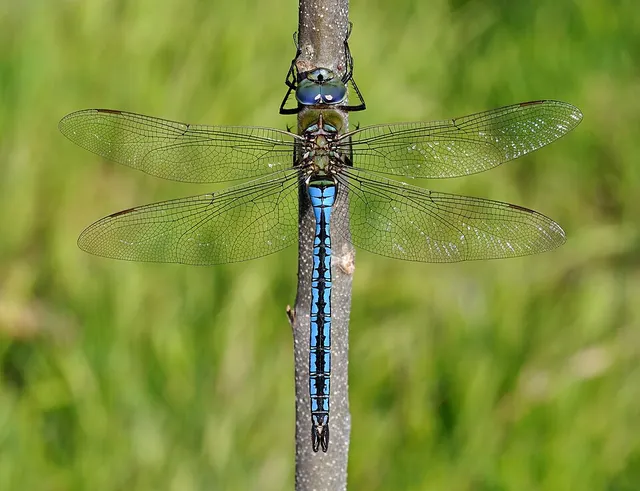 Anax empereur
