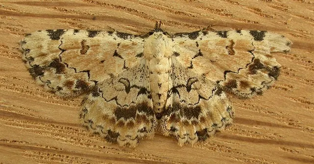 Sandava scitisignata