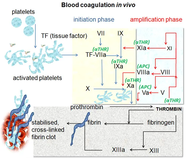 Coagulation sanguine