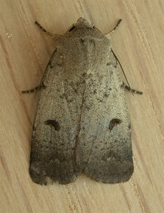Proteuxoa tibiata