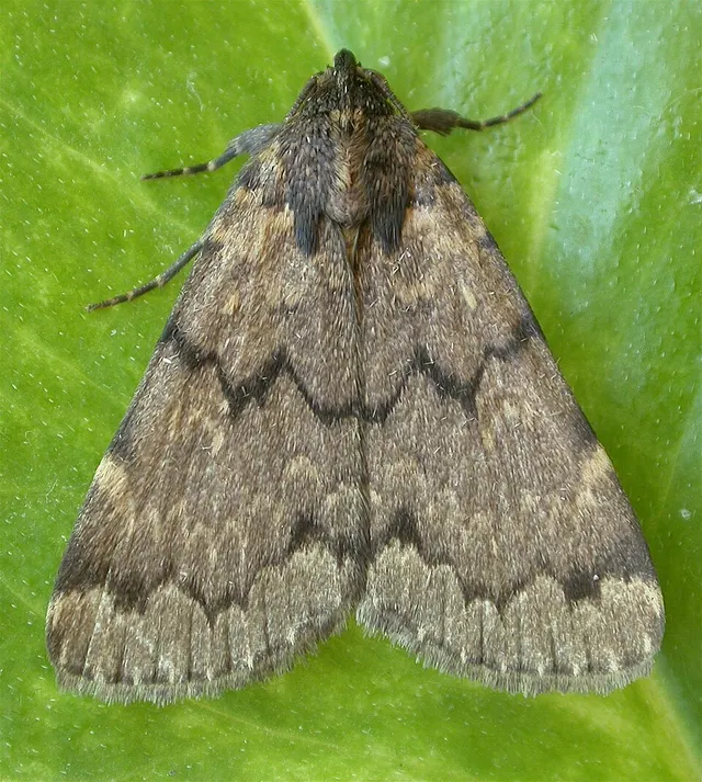 Mormoscopa phricozona