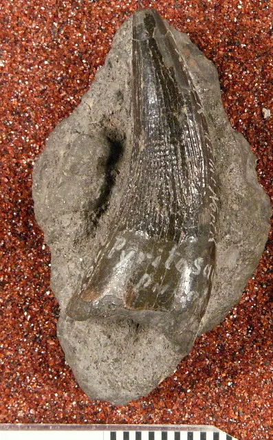 Piratosaurus