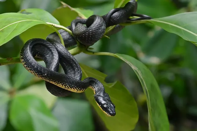 Phrynonax poecilonotus