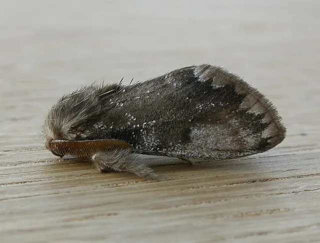 Euproctis marginalis