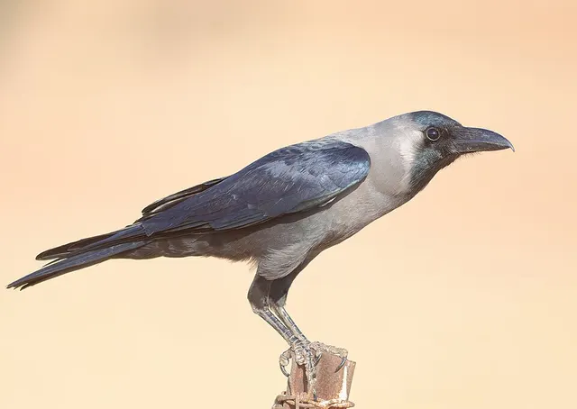 House crow