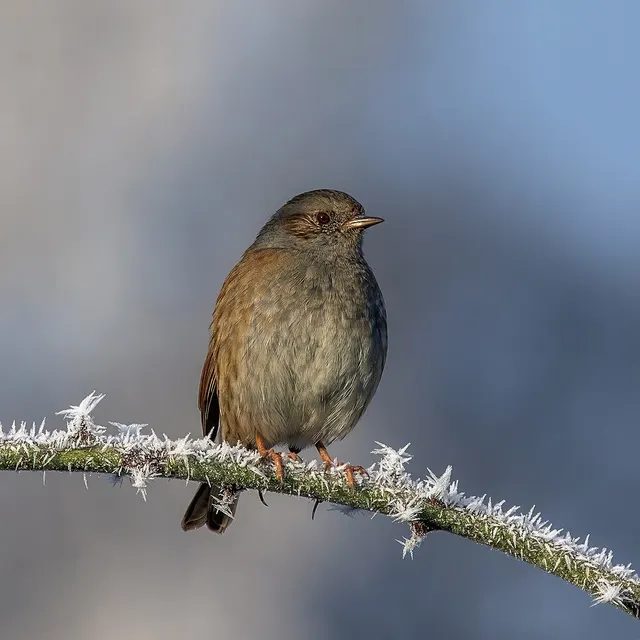 Accentor
