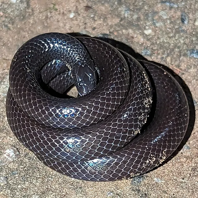 Western glossy snake