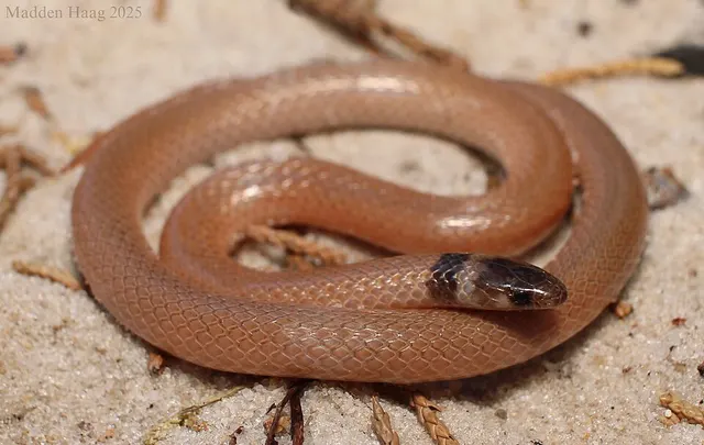Southeastern crown snake