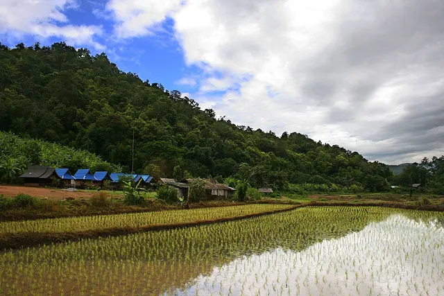 Rice production in Thailand