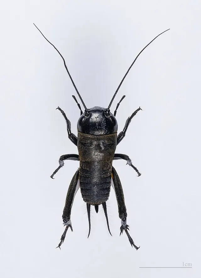 Cricket