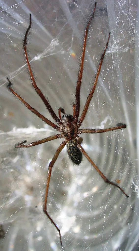 Giant house spider