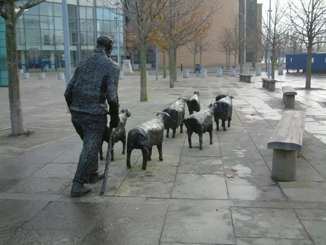 Sheep on the Road