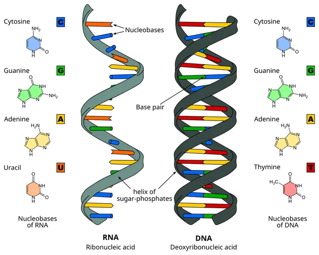 Nucleic acid