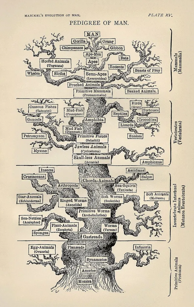 Histoire de la pensée évolutionniste