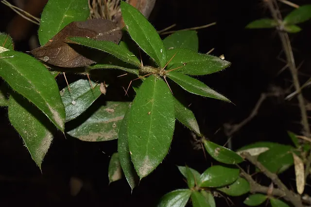 Dasyphyllum excelsum