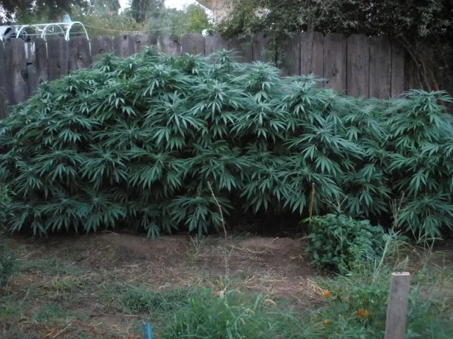 Cannabis indica