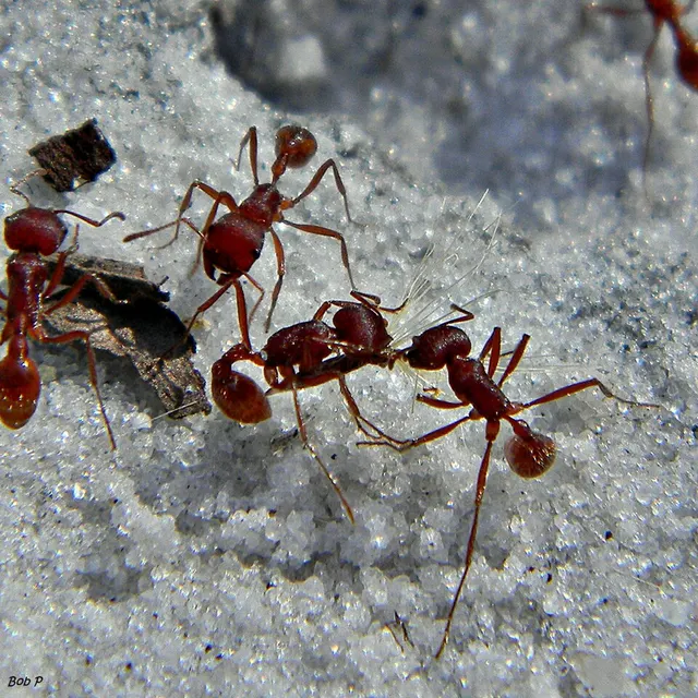 Harvester ant