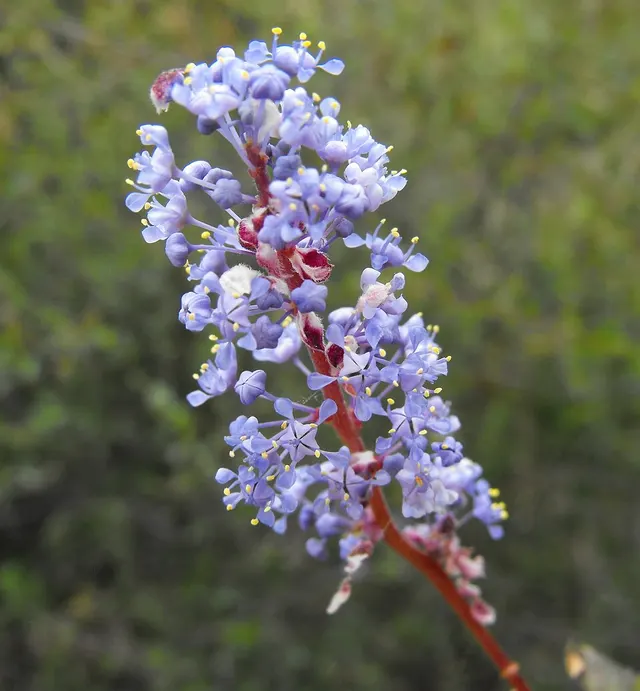 Ceanothus tomentosus