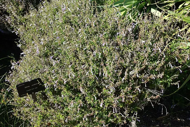 Salvia scabra