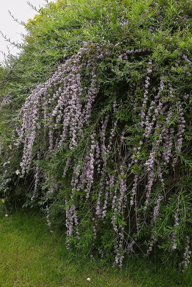 Buddleja alternifolia