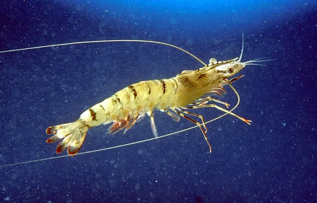 Marine shrimp farming