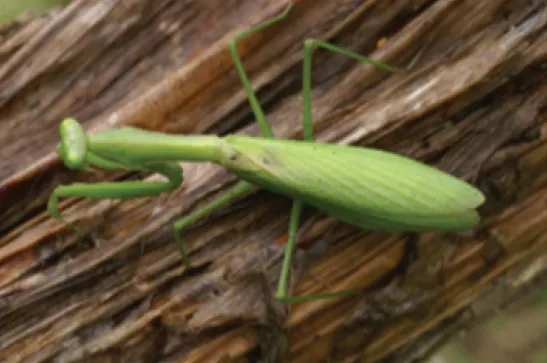 Alalomantis muta