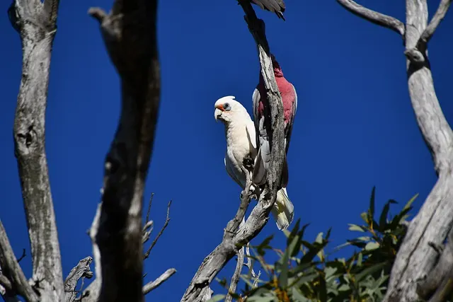Butler's corella
