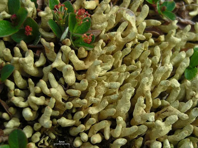 Dactylina arctica