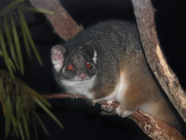 Common ringtail possum