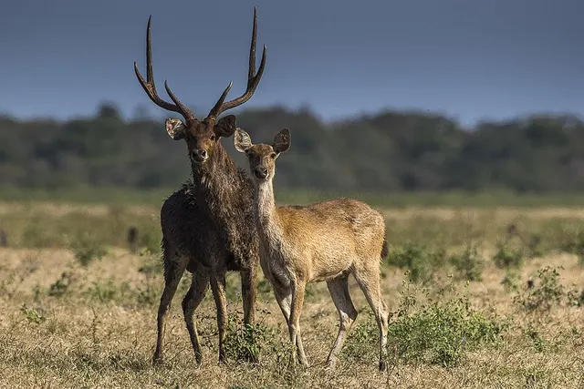 Javan rusa