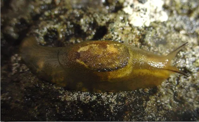 Hyalimax maillardi