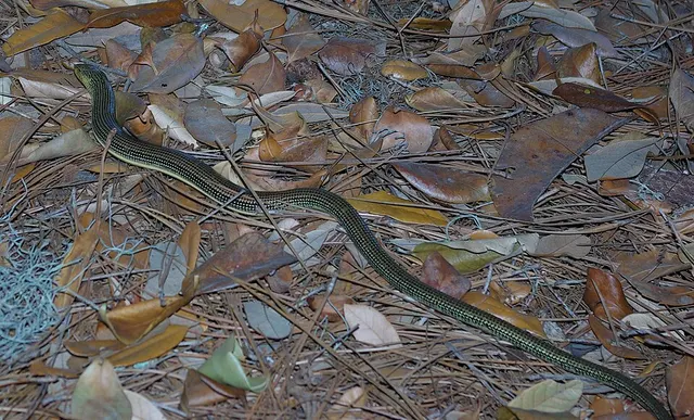 Anguinae