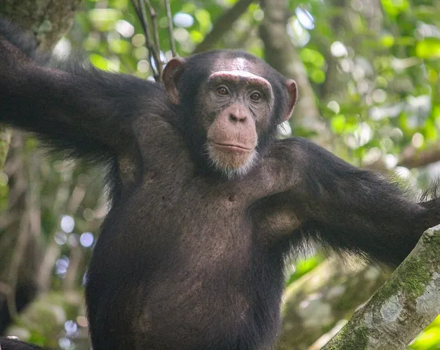 Western chimpanzee