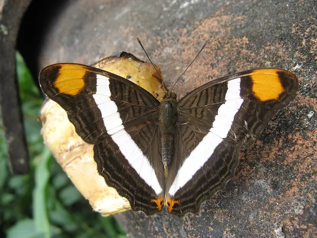 Adelpha fessonia