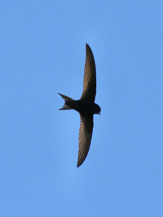 Apodidae