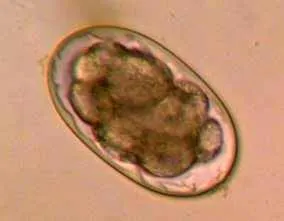 Ancylostoma