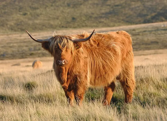 Highland