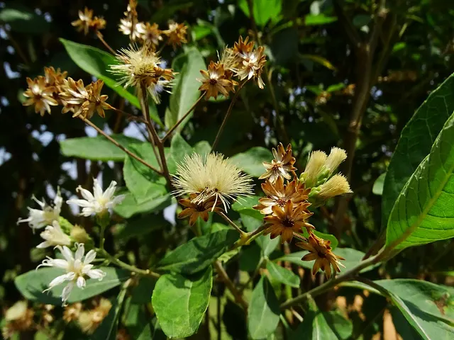 Vernonia amygdalina