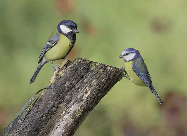 Tit