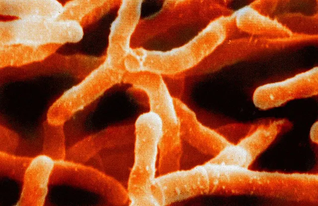 Actinomycetota