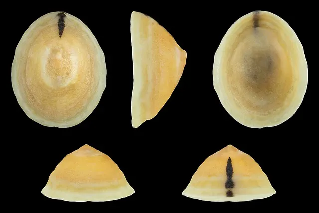 Cellana flava