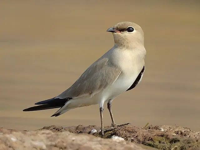 Pratincole
