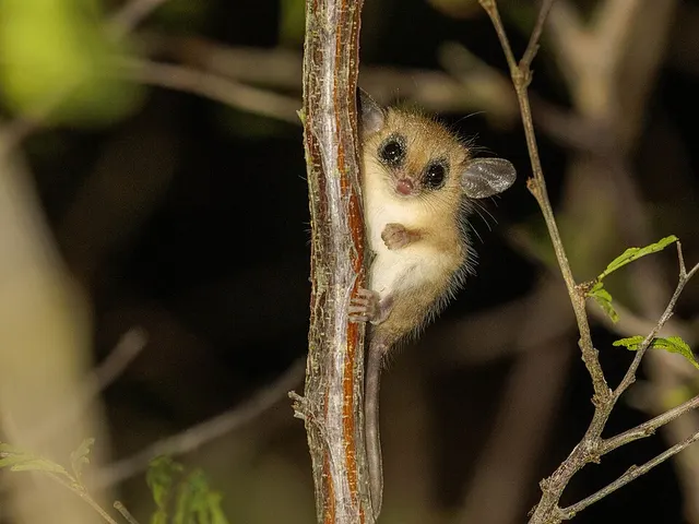 Agricola's gracile opossum