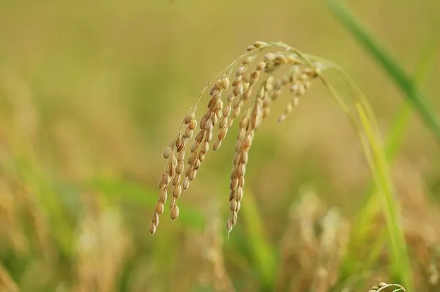 Rice production in China