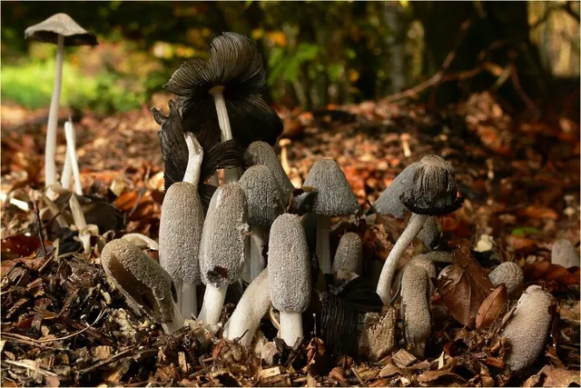 Coprinopsis lagopus