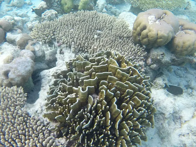 Heliopora coerulea