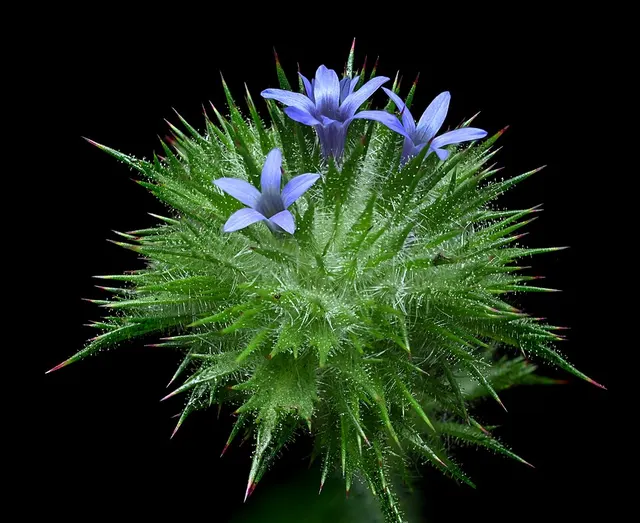 Navarretia squarrosa